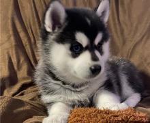 Puppies for sale , pomsky - Estonia, Tallinn