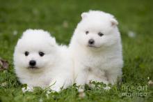 Puppies for sale japanese spitz - Ireland, Dublin, Galway