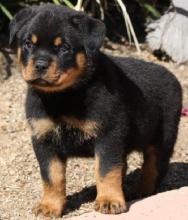 Puppies for sale rottweiler - Germany, Dortmund
