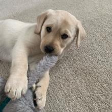 Puppies for sale labrador - Austria, Vienna