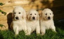 Puppies for sale golden retriever - Italy, Rome