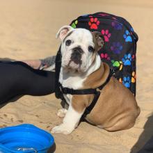 Puppies for sale english bulldog - Italy, Bari