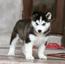 Puppies for sale , siberian husky - Ireland, Cork