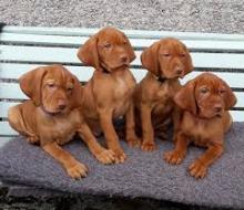 Puppies for sale rhodesian ridgeback - Italy, Turin