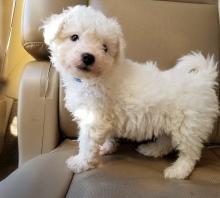 Puppies for sale , bichon frise - Ireland, Cork