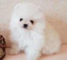 Puppies for sale , pomeranian - Ireland, Cork