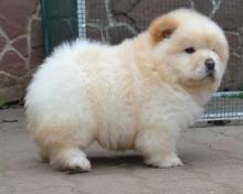 Puppies for sale chow chow - Italy, Turin