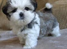 Puppies for sale shih tzu - Ireland, Cork