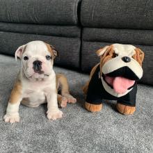 Puppies for sale english bulldog - Germany, Dortmund
