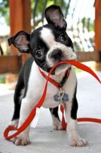 Puppies for sale boston terrier - Ireland, Dublin