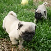 Puppies for sale pug - Ireland, Belfast