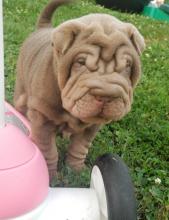 Puppies for sale shar pei - Ireland, Belfast