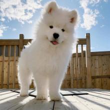 Puppies for sale samoyed dog (samoyed) - Ireland, Belfast