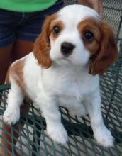 Puppies for sale king charles spaniel - Azerbaijan, Lankaran