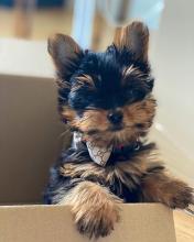Puppies for sale yorkshire terrier - Italy, Naples