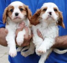 Puppies for sale king charles spaniel - Austria, Vienna