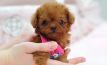 Puppies for sale toy-poodle - Austria, Vienna
