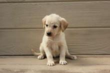 Puppies for sale labrador - Austria, Vienna