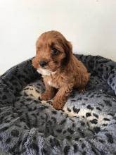 Puppies for sale , cavapoo - Austria, Vienna