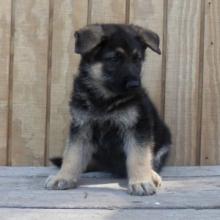 Puppies for sale german shepherd dog - Austria, Vienna