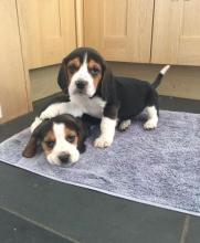 Puppies for sale beagle - Ireland, Dublin
