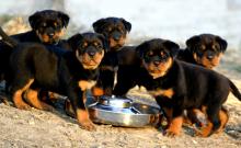 Puppies for sale rottweiler - Italy, Turin. Price 10 €
