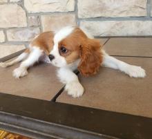 Puppies for sale king charles spaniel - France, Paris