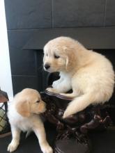 Puppies for sale golden retriever - Italy, Florence