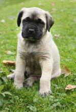 Puppies for sale english mastiff - United Kingdom, Nottingham