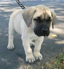 Puppies for sale english mastiff - United Kingdom, Glasgow. Price 10 €
