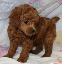 Puppies for sale miniature poodle - Austria, Vienna. Price 22 €