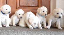 Puppies for sale , labradoodle - Ireland, Kilkenny . Price 2300 €
