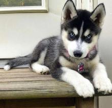 Puppies for sale other breed, siberian husky - Ireland, Dublin