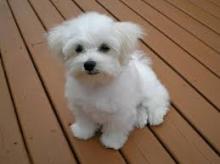 Puppies for sale maltese - Latvia, Aizkraukle