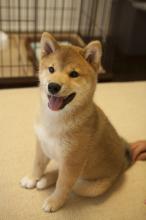 Puppies for sale other breed, shiba inu - Ireland, Limerick