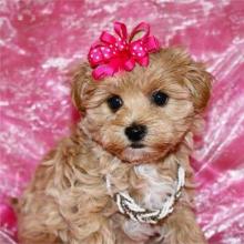 Puppies for sale , maltipoo - Ireland, Dublin