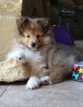 Puppies for sale sheltie (shetland sheepdog) - Netherlands, Maastricht