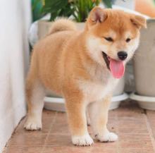 Puppies for sale , shiba inu - Estonia, Sillamyae