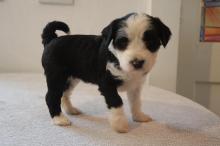 Puppies for sale tibetan terrier - Netherlands, Amsterdam