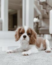 Puppies for sale , cavalier king charles - Tajikistan, Kulyab