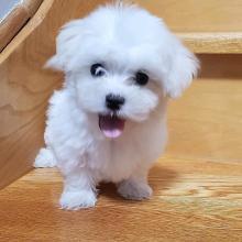 Puppies for sale maltese - Cyprus, Limassol