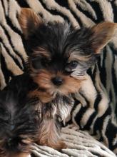 Puppies for sale yorkshire terrier - Ireland, Dublin. Price 10 €
