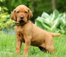 Puppies for sale other breed, vizsla - Ireland, Dublin
