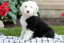 Puppies for sale other breed, old english sheepdog - Ireland, Dublin