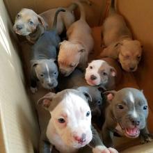 Puppies for sale american pit-bull terrier - Netherlands, Amsterdam. Price 155 €