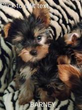 Puppies for sale yorkshire terrier - United Kingdom, London