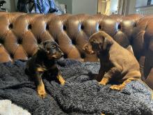 Puppies for sale doberman - Ireland, Dublin