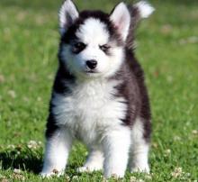 Puppies for sale haski, siberian husky - Ireland, Dublin