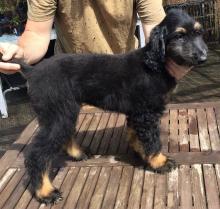Puppies for sale afghan hound - Ireland, Dublin