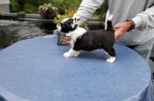 Puppies for sale chinese crested dog - Ireland, Dublin